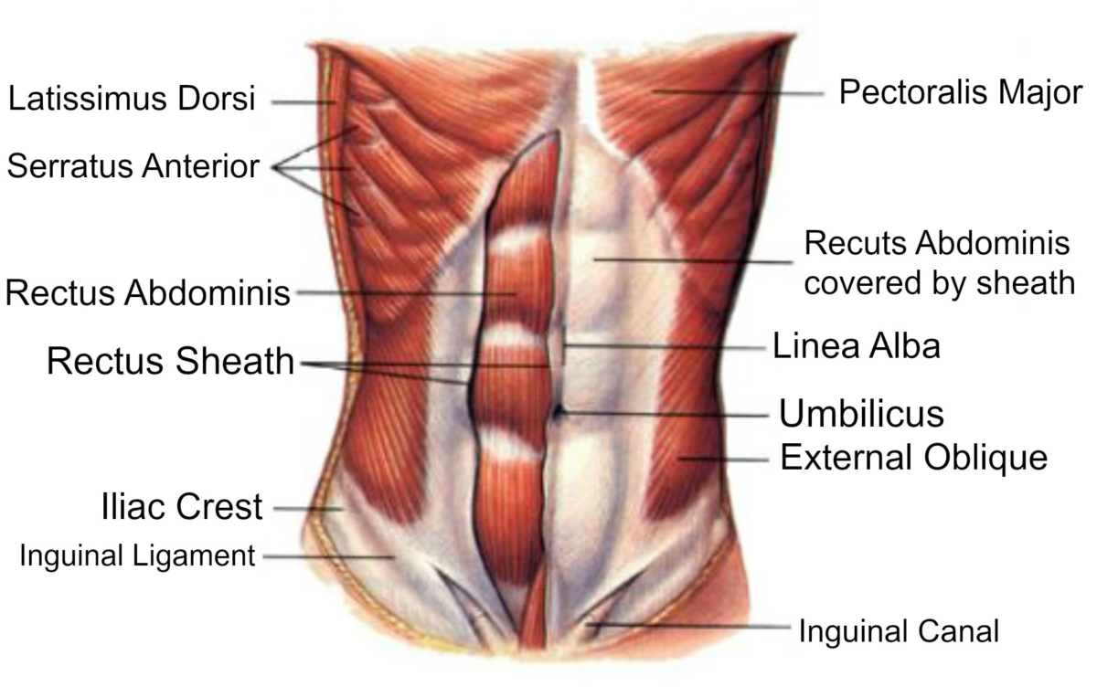Bauchmuskelzerrung - Abdominale Belastung - Symptome & Behandlung